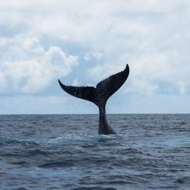 whale-tale-pex