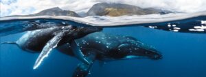 The humpback whales are back in French Polynesia