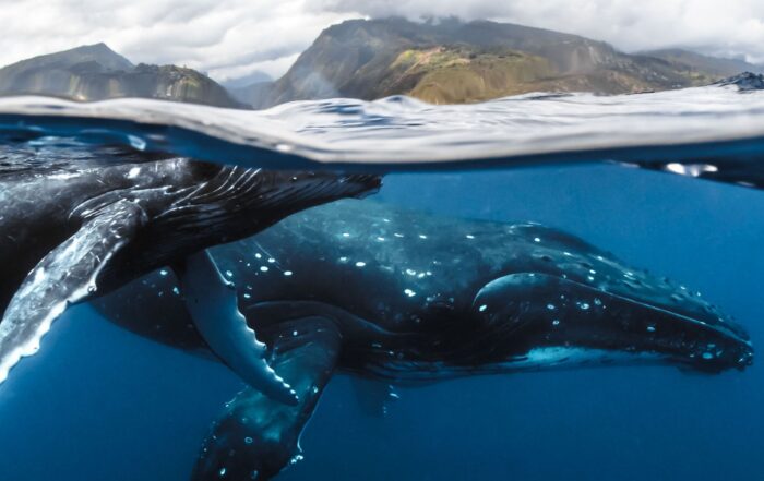 The humpback whales are back in French Polynesia