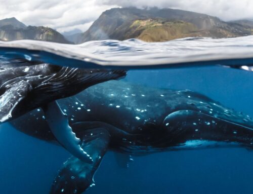 The Whales Are Back: 2026 Humpback Whale Watching Season Opens in Tahiti Nui & Moorea