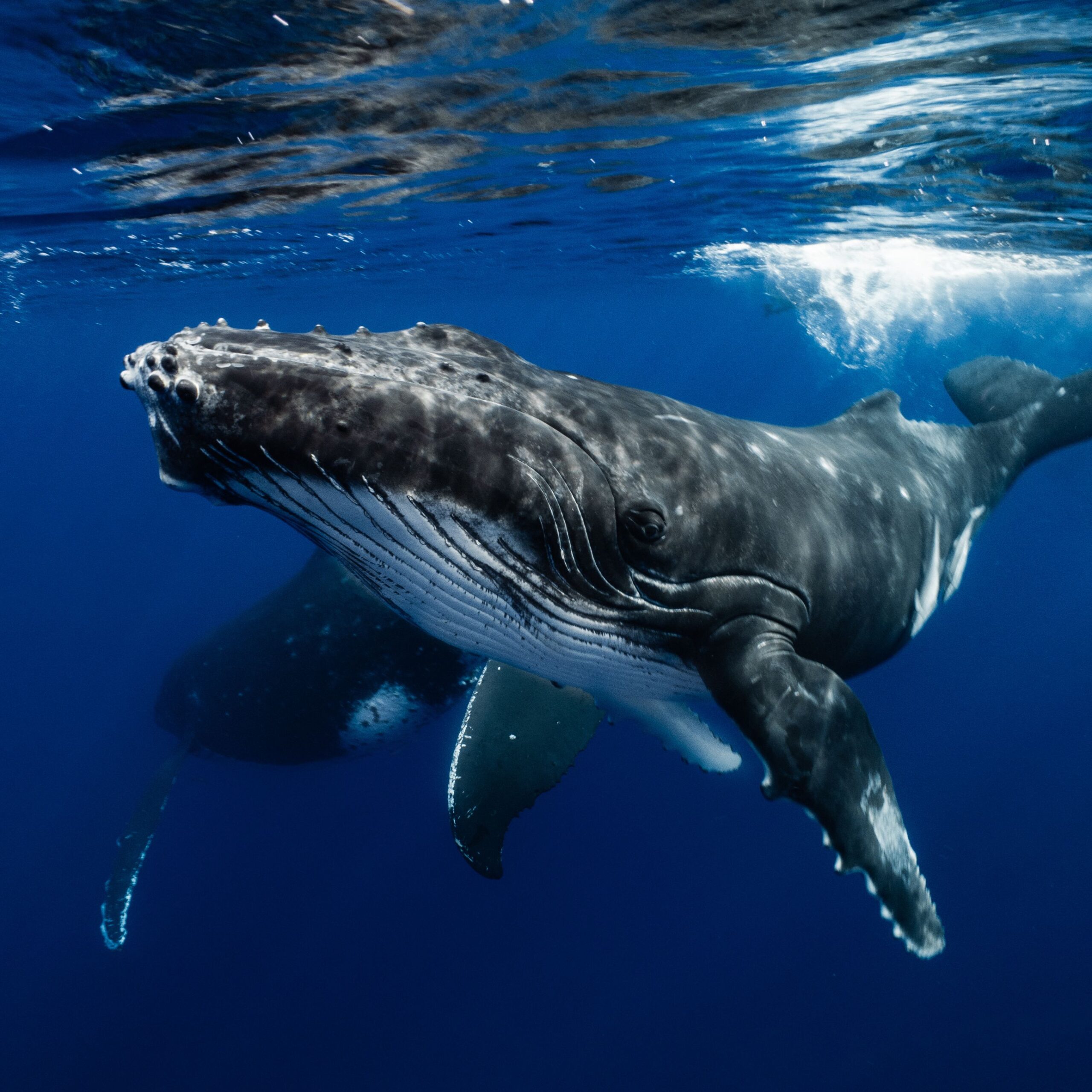 whales-pex-square